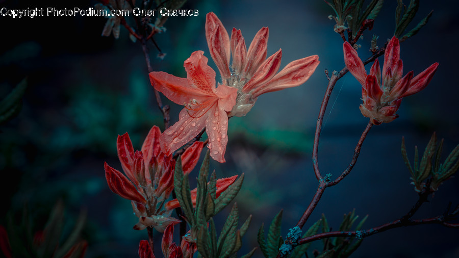 Plant, Flower, Blossom, Acanthaceae, Geranium