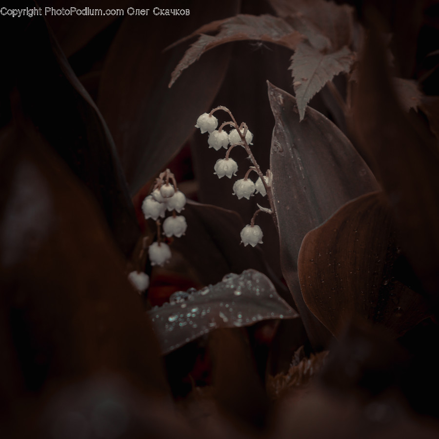 Leaf, Plant, Flower, Blossom, Tree