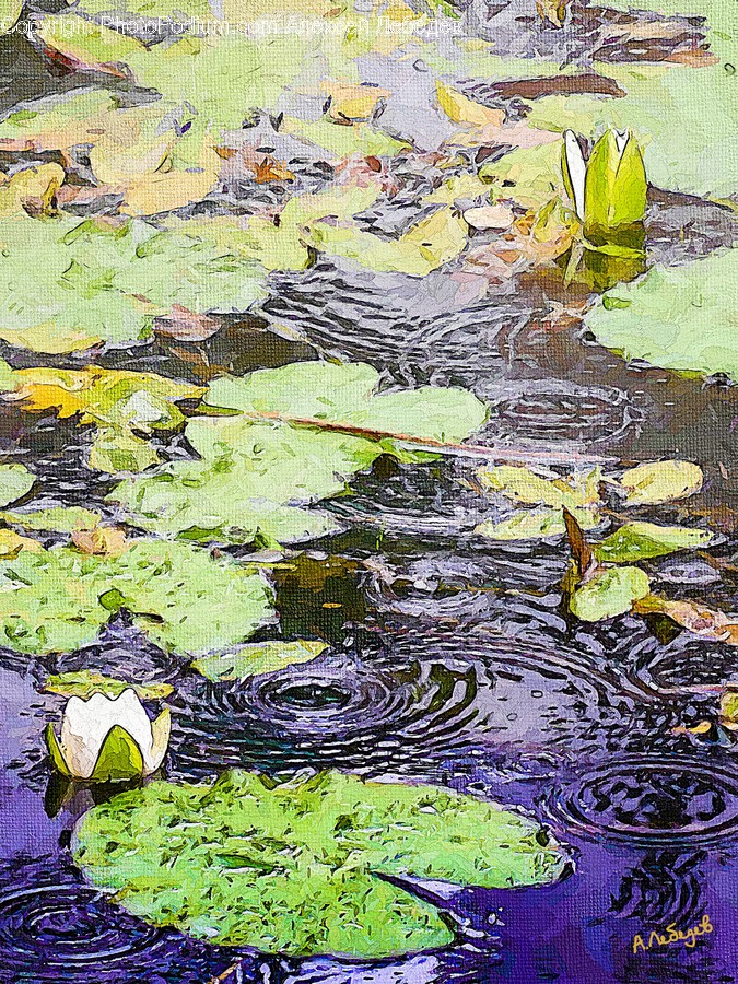 Water, Outdoors, Land, Nature, Plant