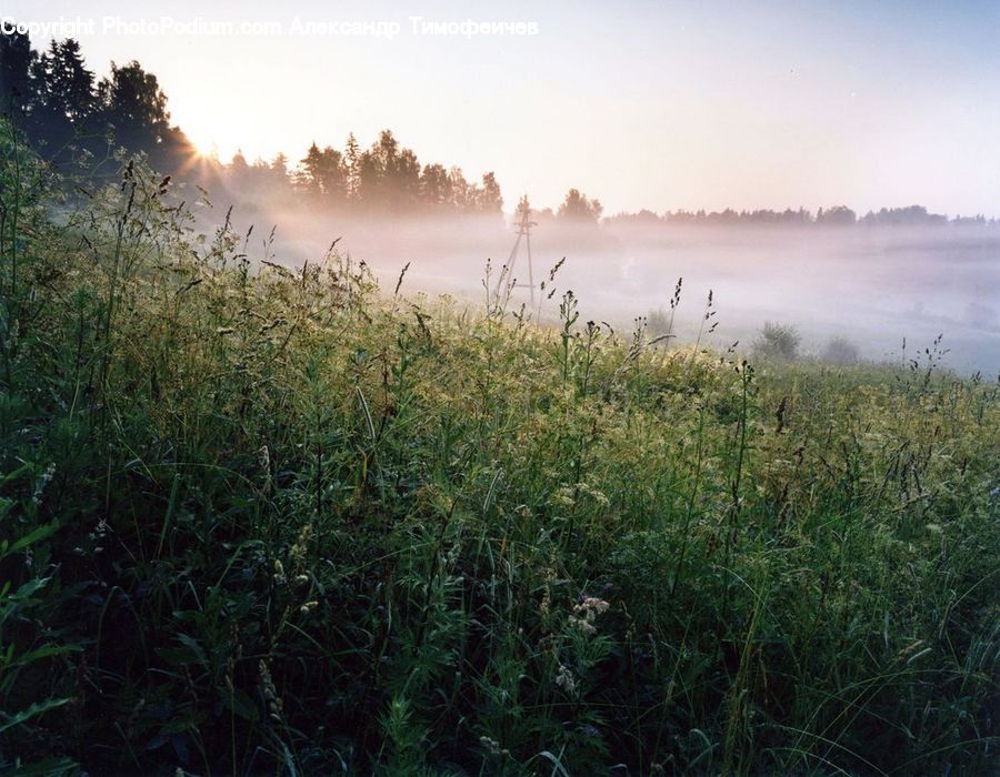 Field, Grass, Grassland, Plant, Fog, Landscape, Nature