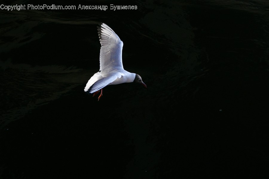 Bird, Animal, Flying, Seagull, Waterfowl