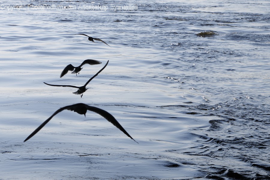 Bird, Animal, Flying, Waterfowl, Seagull
