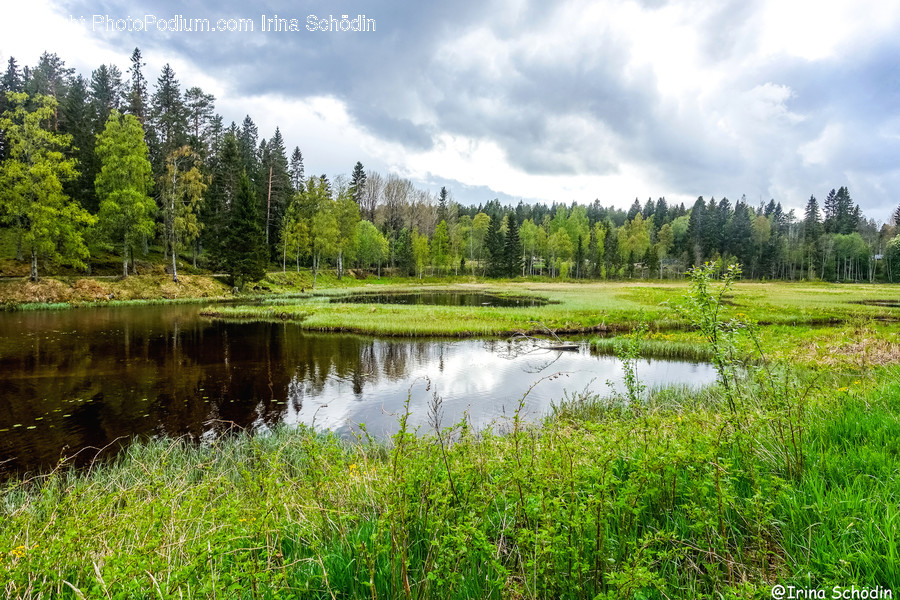 Outdoors, Land, Nature, Water, Tree