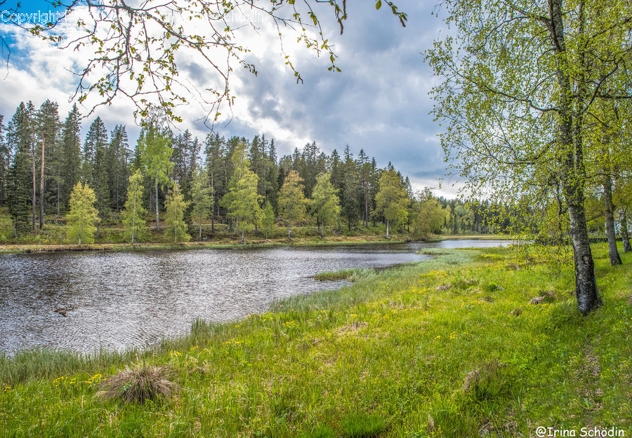 Nature, Outdoors, Tree, Plant, Water
