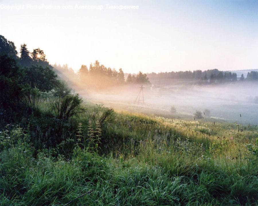 Field, Grass, Grassland, Plant, Fog, Mist, Outdoors
