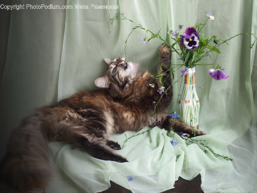 Plant, Flower, Flower Arrangement, Blossom, Dog
