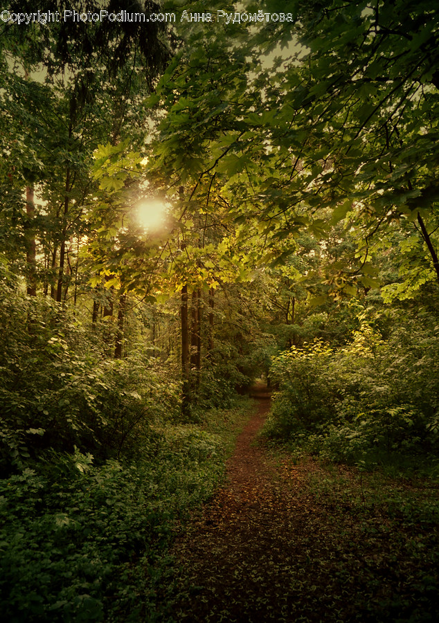 Flare, Light, Path, Sunlight, Tree