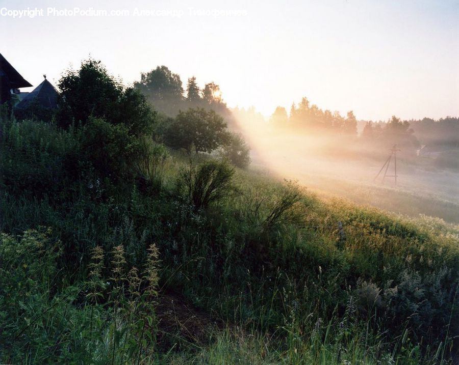 Fog, Mist, Outdoors, Field, Grass, Grassland, Plant