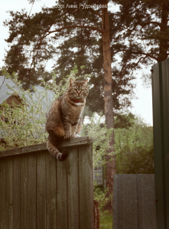 Cat, Pet, Animal, Abyssinian, Mammal
