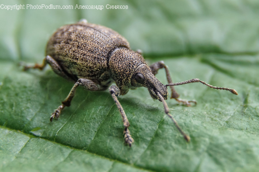 Invertebrate, Animal, Insect, Dung Beetle, Arachnid