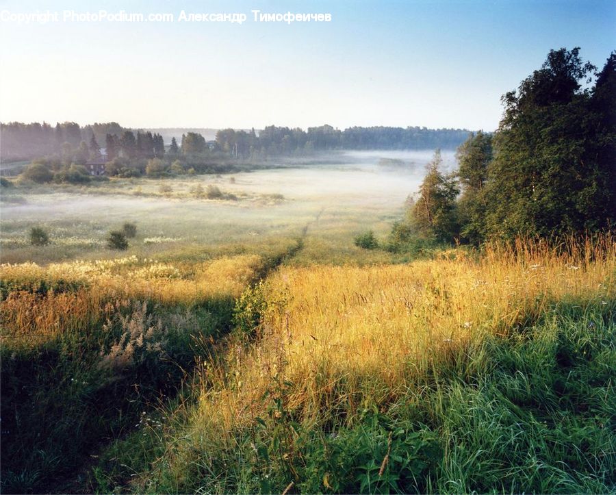 Field, Grass, Grassland, Land, Outdoors, Plant, Landscape