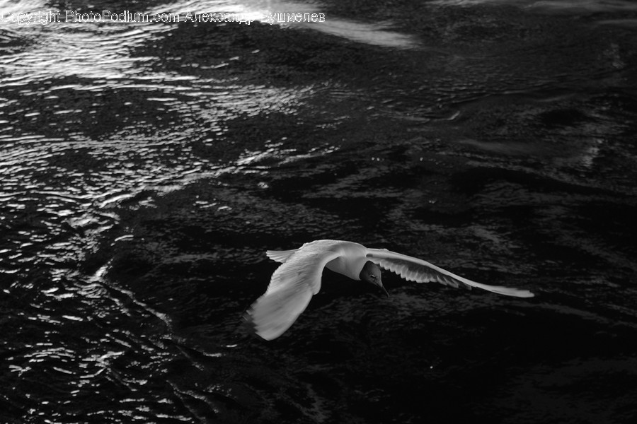 Bird, Animal, Flying, Waterfowl, Seagull