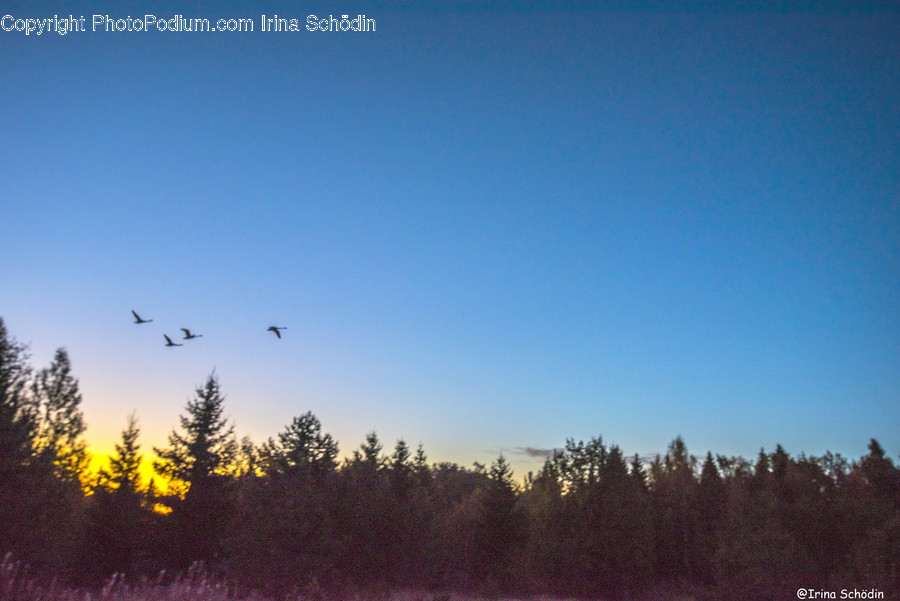 Plant, Tree, Abies, Fir, Bird