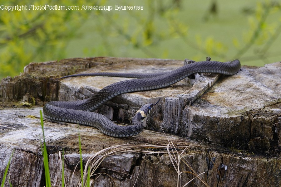 Animal, Snake, Reptile, Lizard, Cobra