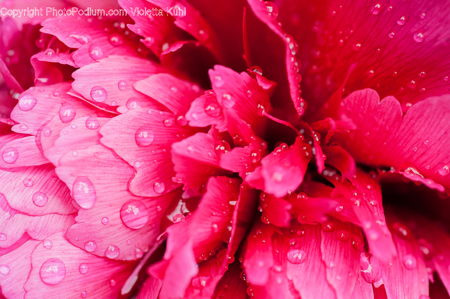 Plant, Flower, Blossom, Dahlia, Peony