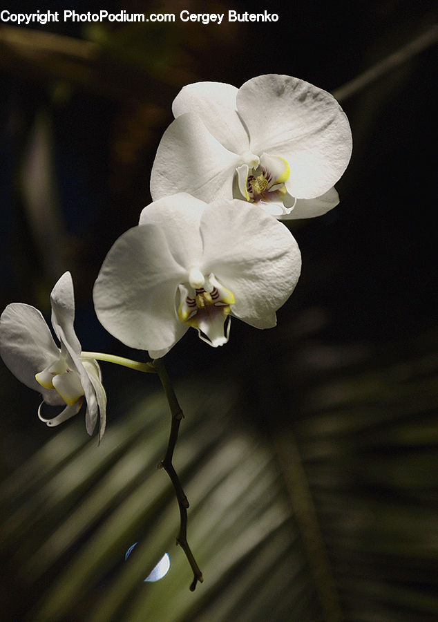 Blossom, Flora, Flower, Plant, Orchid, Geranium, Gladiolus