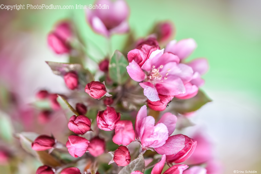 Plant, Flower, Blossom, Geranium