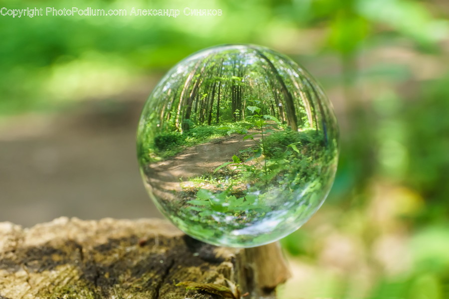 Sphere, Moss, Plant, Bubble, Green