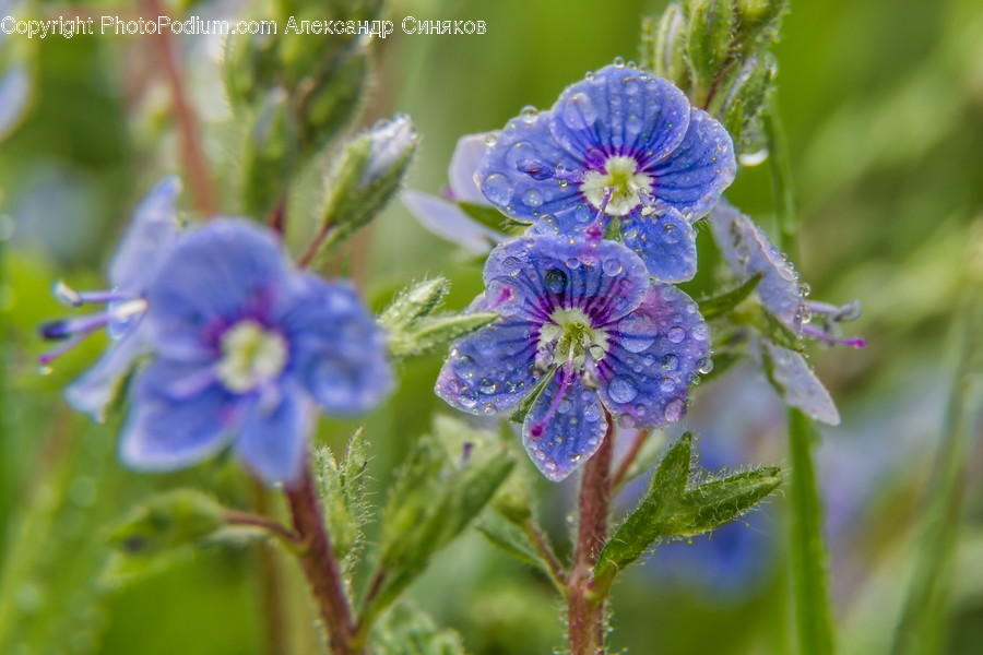 Flower, Geranium, Plant, Blossom, Pollen