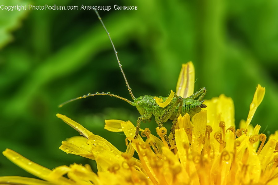 Invertebrate, Cricket Insect, Insect, Animal, Grasshopper
