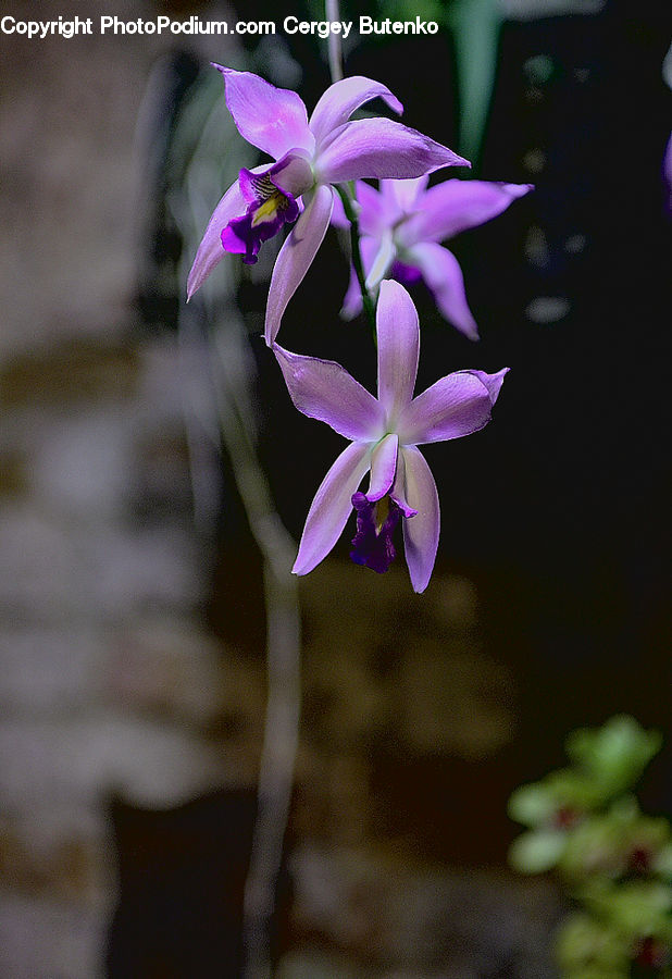 Flora, Flower, Gladiolus, Plant, Blossom, Geranium, Aquilegia