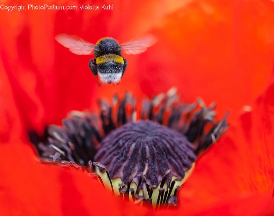 Invertebrate, Animal, Apidae, Insect, Bee