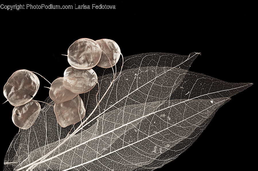 Veins, Fungus