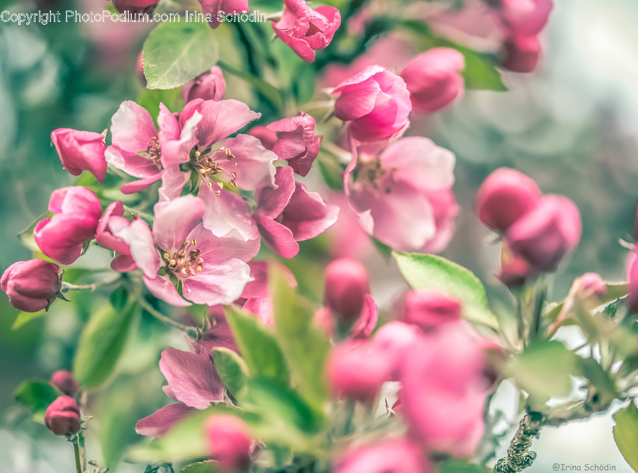 Plant, Flower, Blossom, Geranium, Cherry Blossom