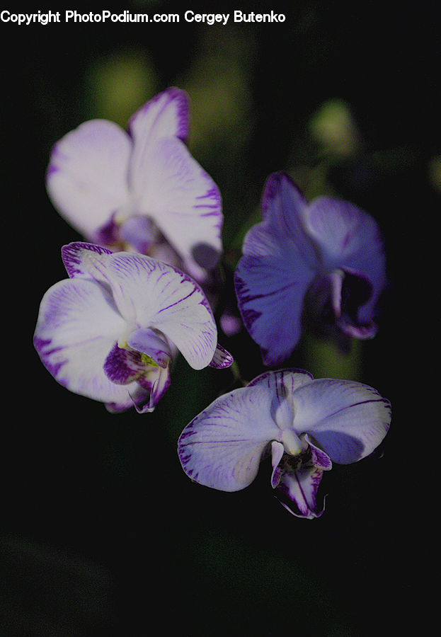 People, Person, Blossom, Flora, Flower, Geranium, Plant