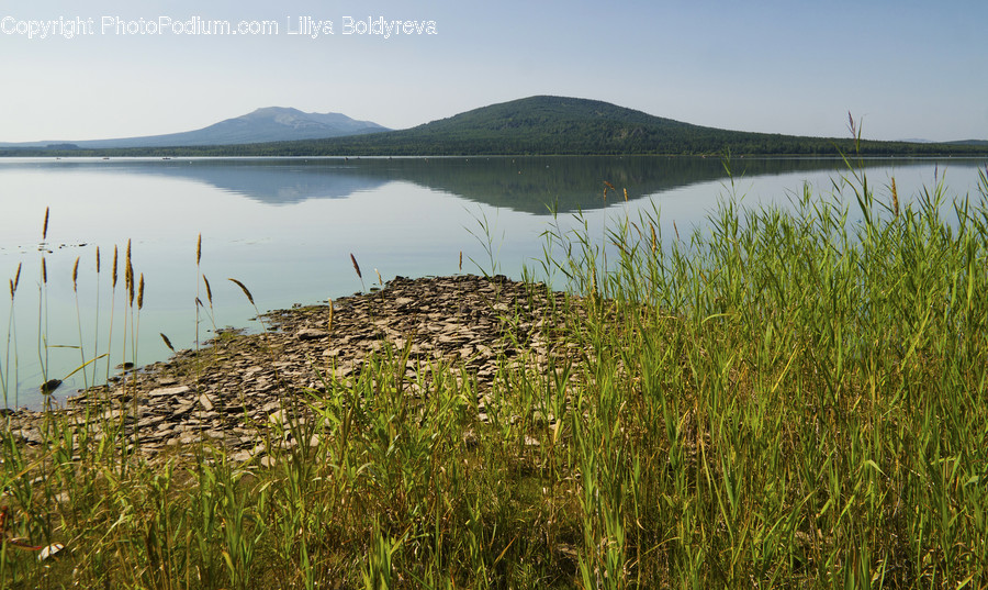 Plant, Grass, Nature, Water, Land