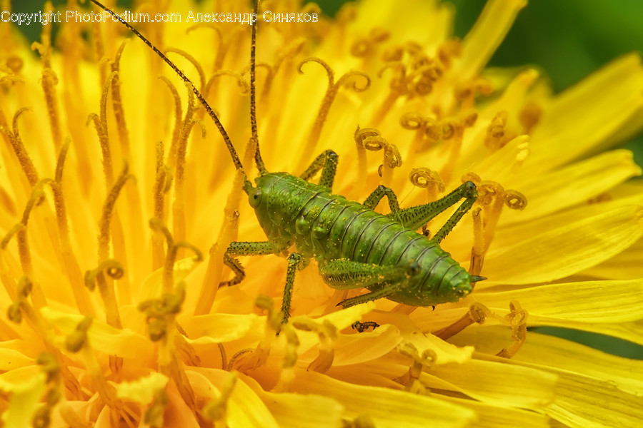 Invertebrate, Animal, Insect, Cricket Insect, Plant