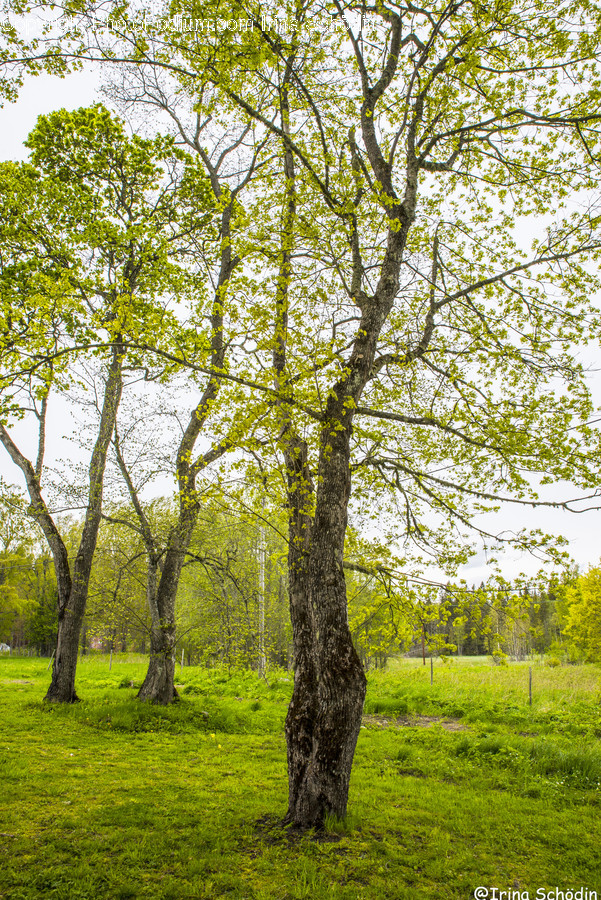 Tree, Plant, Tree Trunk, Grassland, Outdoors