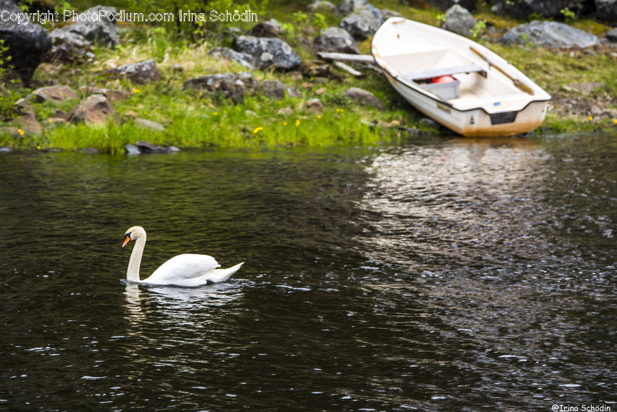 Bird, Animal, Boat, Transportation, Vehicle