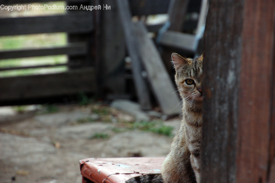 Cat, Mammal, Animal, Pet, Abyssinian