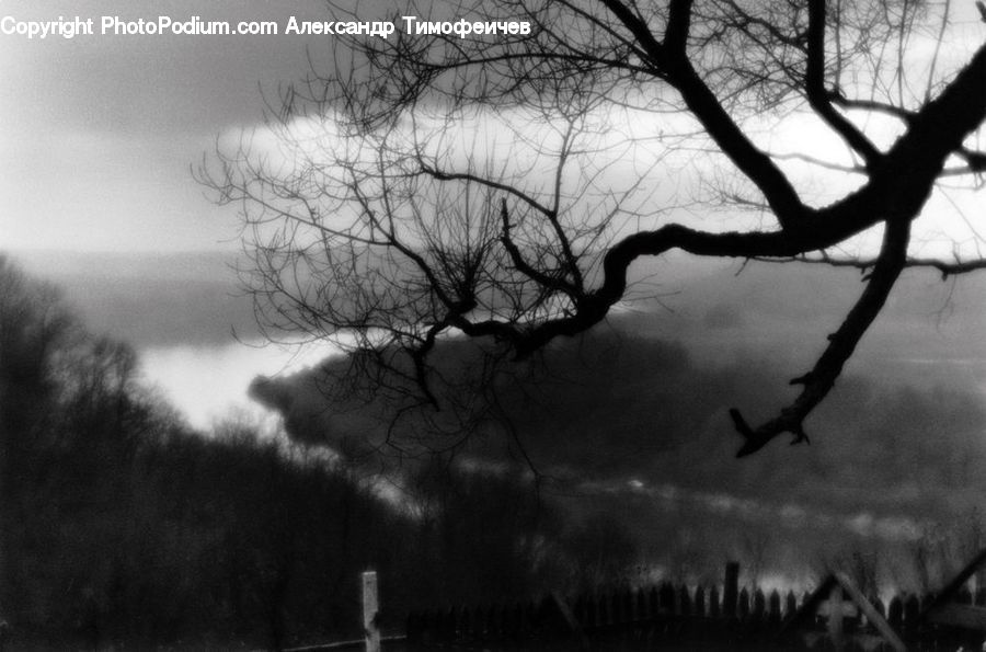 Plant, Tree, Oak, Wood, Fog, Blossom, Flora