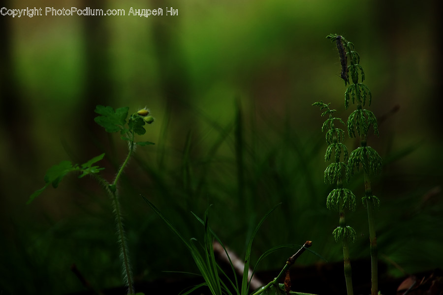 Plant, Vegetation, Green, Tree, Flower
