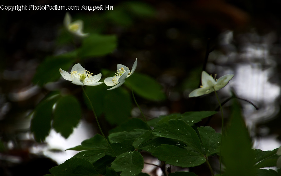 Plant, Pollen, Blossom, Flower, Acanthaceae