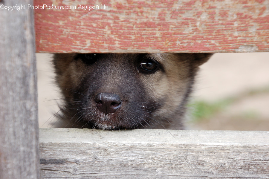 German Shepherd, Animal, Canine, Dog, Pet