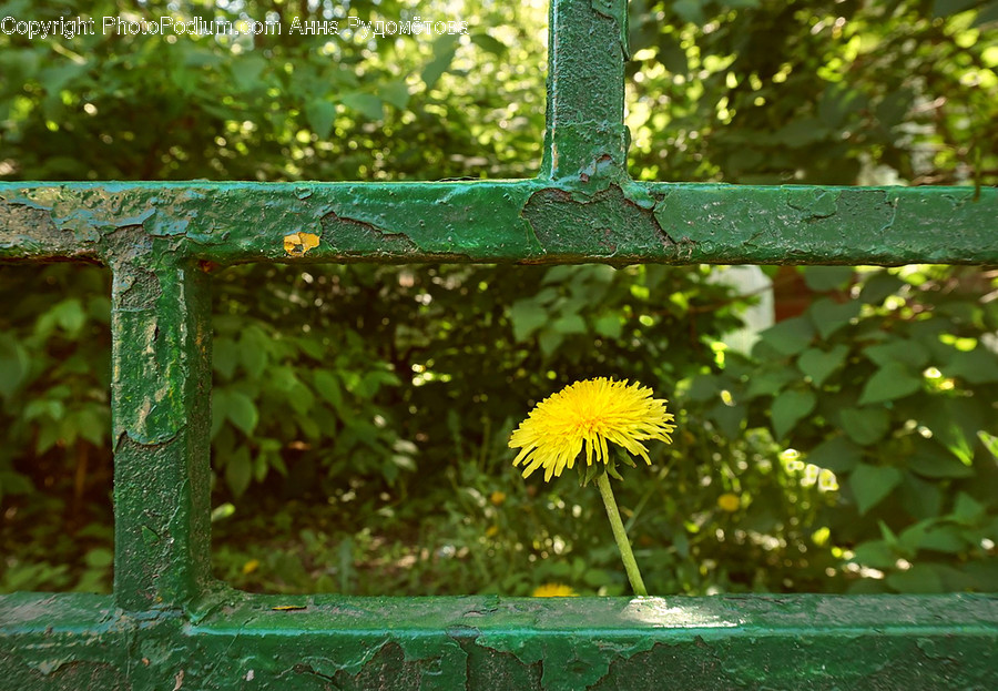 Plant, Flower, Blossom, Dandelion, Symbol