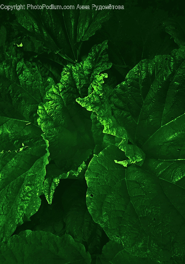 Plant, Green, Moss, Crystal, Leaf
