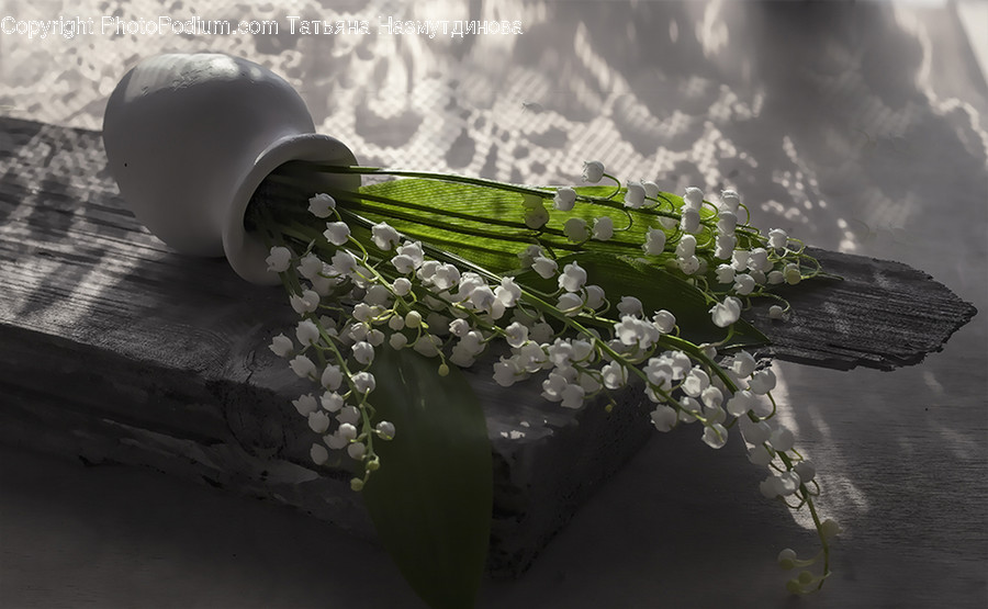 Plant, Flower, Blossom, Reptile, Animal