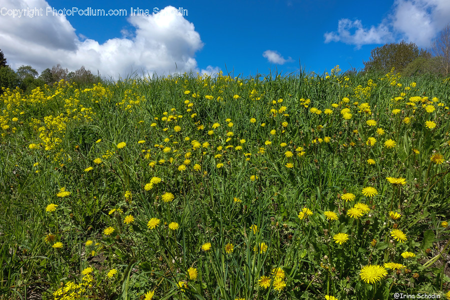 Plant, Field, Grassland, Outdoors, Nature