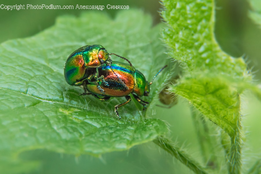 Insect, Animal, Invertebrate, Asilidae, Fly