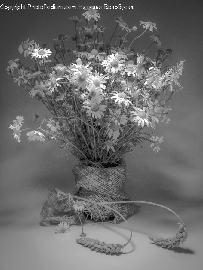 Plant, Flower, Blossom, Flower Arrangement, Ikebana