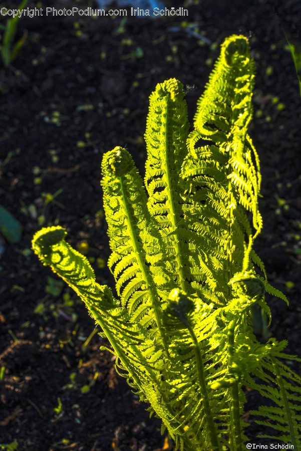 Plant, Fern