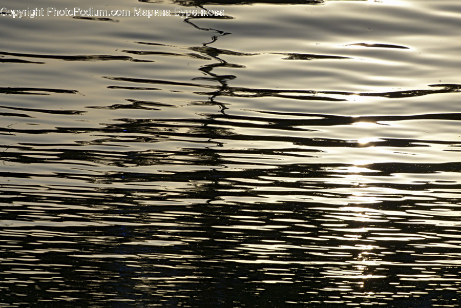 Water, Outdoors, Ripple, Bird, Animal