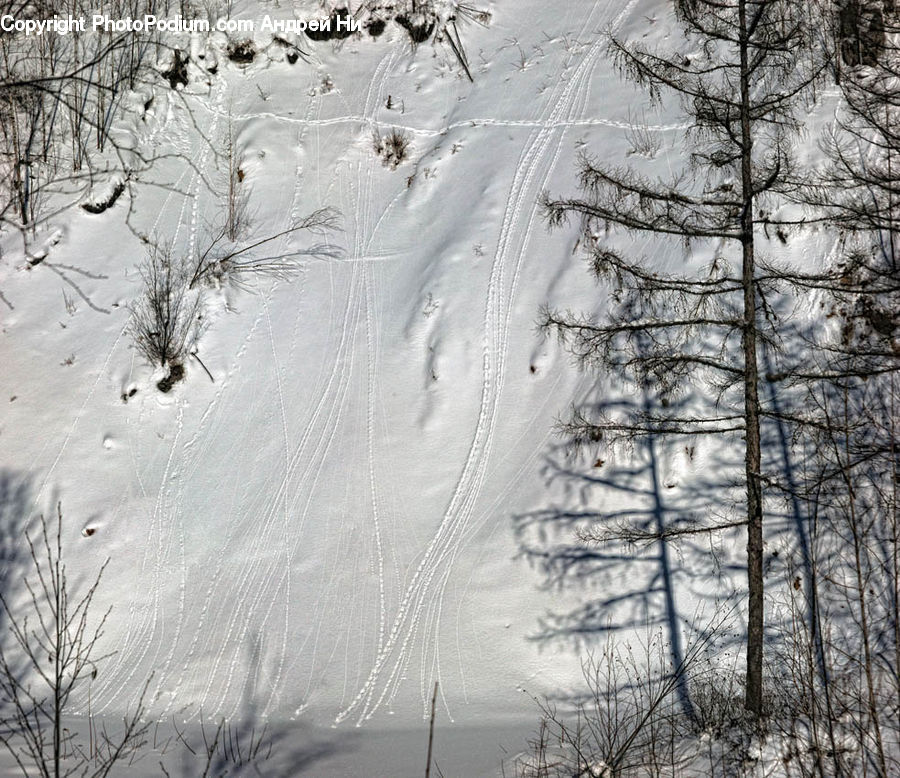 Ice, Outdoors, Snow, Conifer, Fir, Plant, Tree
