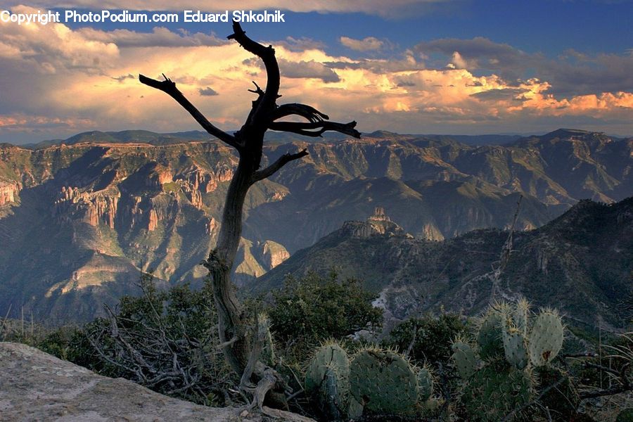 Landslide, Canyon, Outdoors, Valley, Plateau, Mountain, Plant
