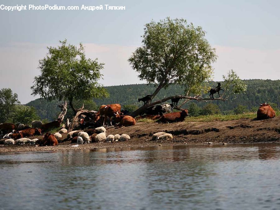 Animal, Cattle, Cow, Dairy Cow, Mammal, Buffalo, Bull