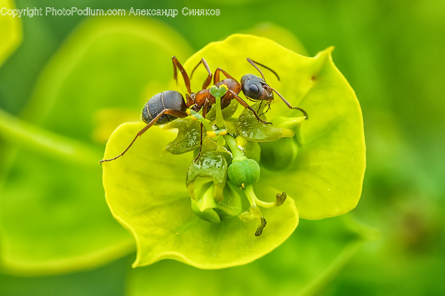 Invertebrate, Insect, Ant, Animal, Honey Bee